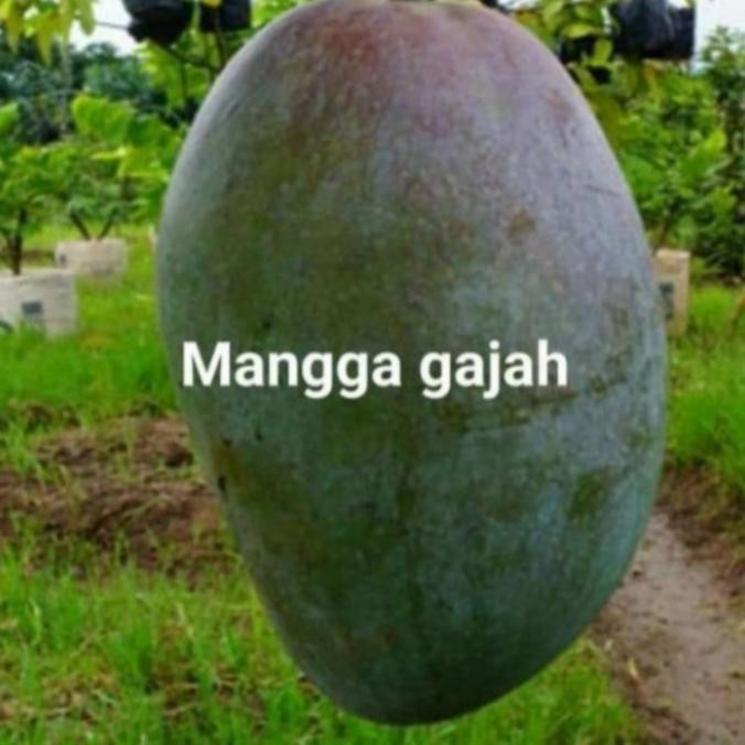 Bibit tanaman buah mangga gajah pohon mangga gajah PREMIUM