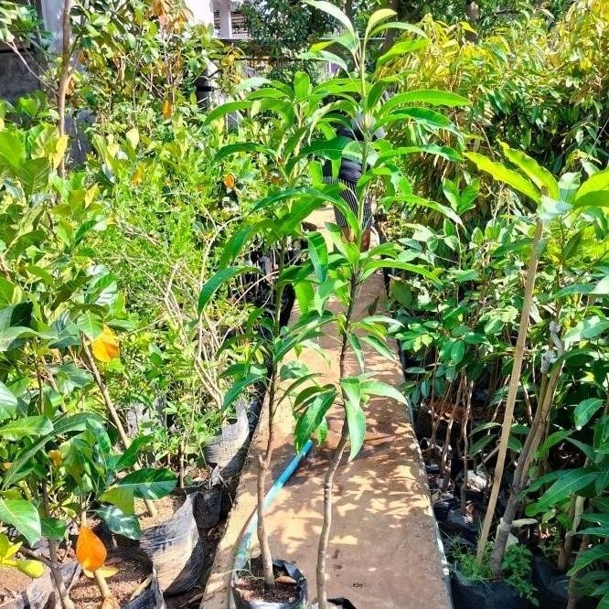 Bibit Tanaman Buah Mangga Manalagi Probolinggo Tinggi 1 Meter PREMIUM