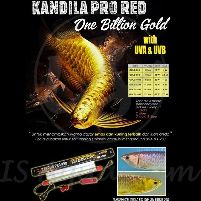 Murah Kandila Pro Red One Billion Gold 400 28Cm Lampu Celup Ikan Arowana