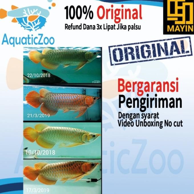 Grosir Mayin Tanning 13000K Illuminate Lampu Tanning Mayin Arowana Arwana