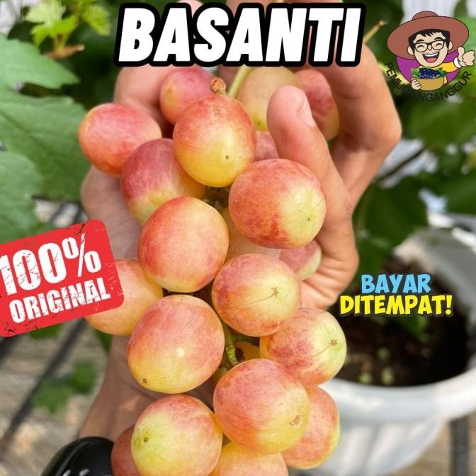

Promo BIBIT ANGGUR IMPORT BASANTI VALID COD