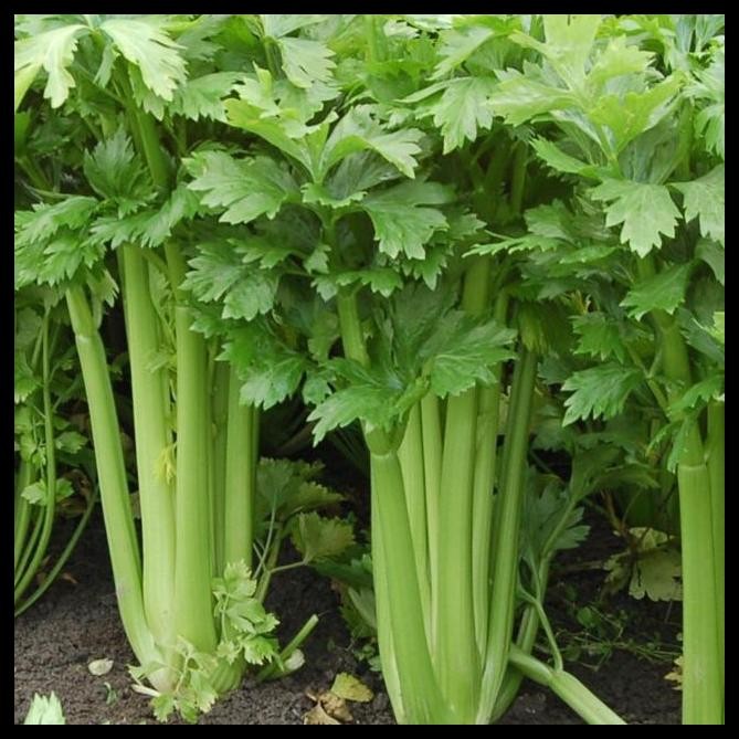 BIBIT CELERY TALL UTAH | BENIH SELEDRI BATANG BESAR | SELEDRI JUMBO