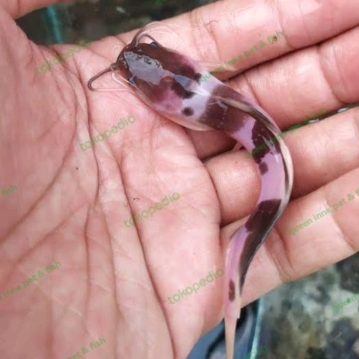 bibit ikan lele albino belang bule