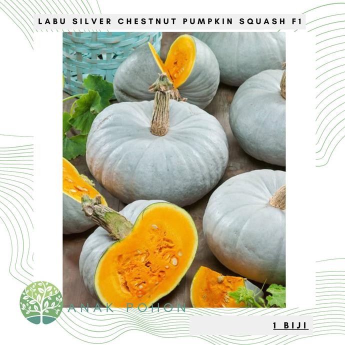 Benih Bibit Biji - Labu Silver Chestnut Pumpkin Squash F1 Kastanye Kaboca Perak Hibrida Seeds - IMPO
