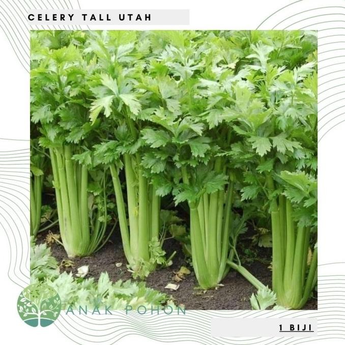 Benih Bibit Biji - Celery Tall Utah Seledri Seeds - IMPORT murah