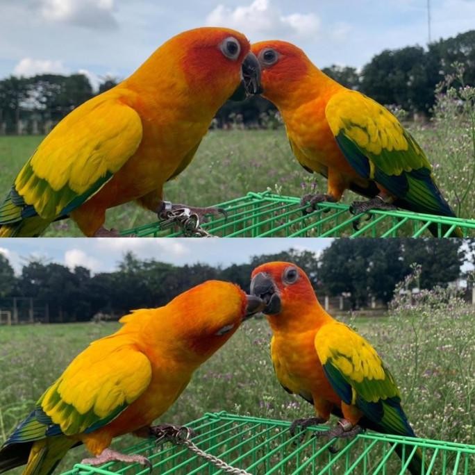 burung sun conure jinak murah