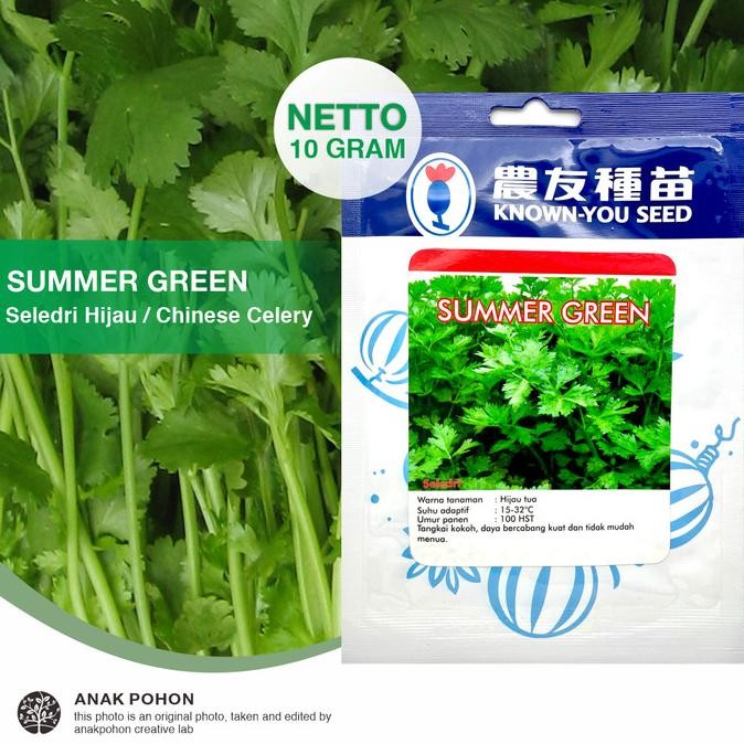 (1 PACK) Benih Seledri Summer Green Seeds - Known You Seed - 10 GRAM murah