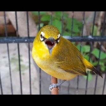 burung pleci dakun garut bahan istimewa murah