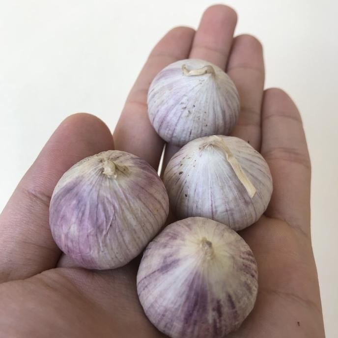 

Bawang putih tunggal jumbo 1kg