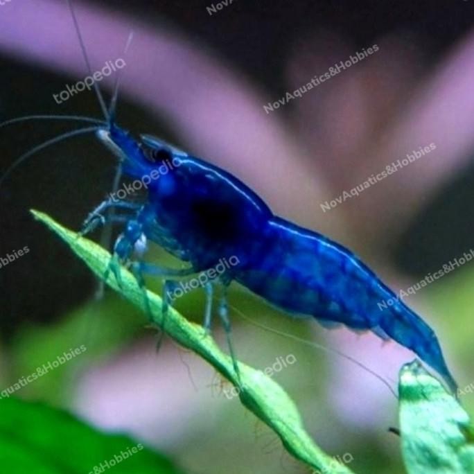 (Good) Blue Diamond / Hiasan Udang Air Tawar / Aquascape