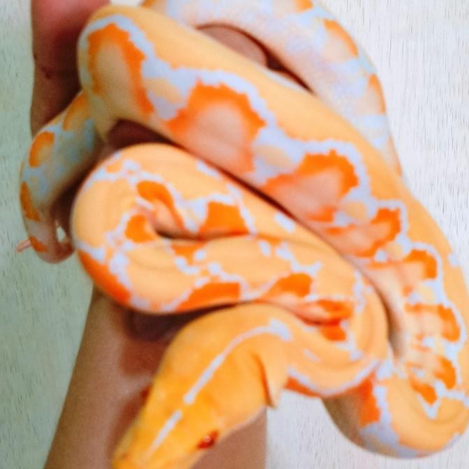 retic albino white phase retic. jinak cakep.