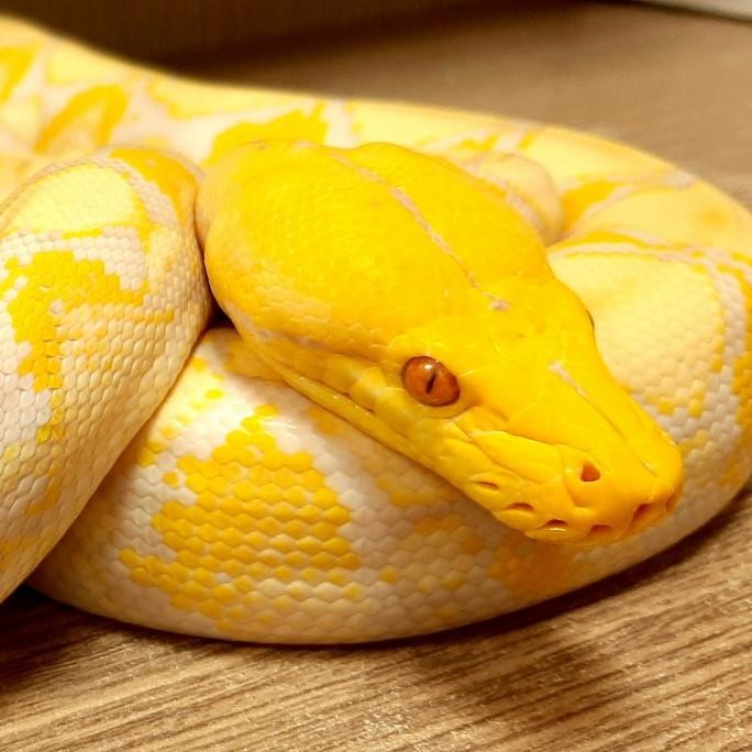 Retic albino lavender. 2 meter