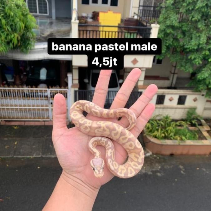 ball python pastel banana