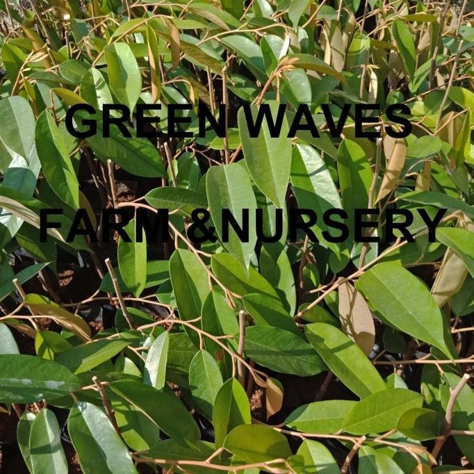 BIBIT DURIAN OCHEE/DURI HITAM/BLACK THORN (D200) 40 CM - 50 CM