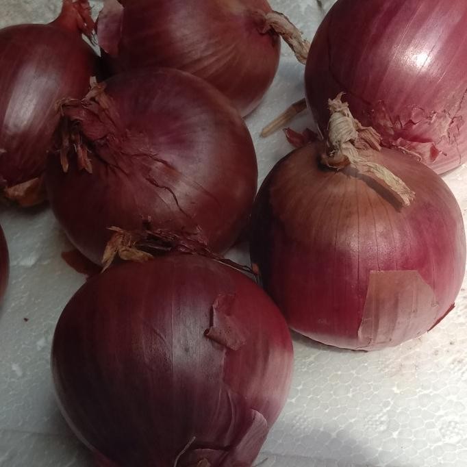 

bawang bombay merah NZ/unggu murah
