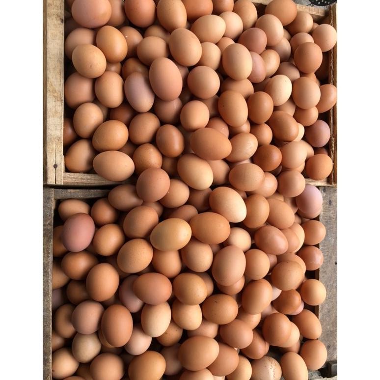 

Tr24 Telur Ayam Negeri 30 Butir/1 Papan