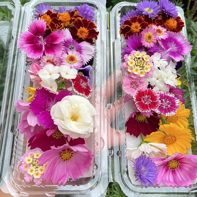 

Edible flower mixed murah