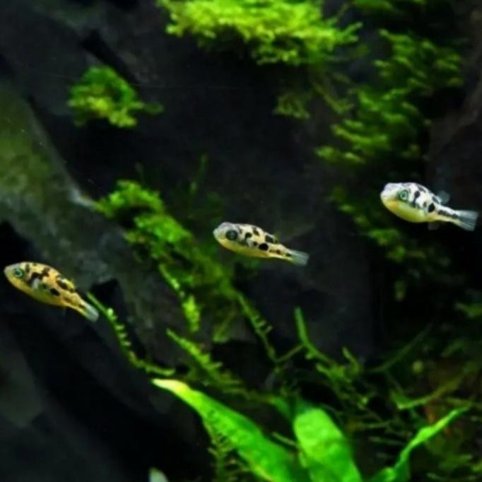 Murah ikan hias aquascape mini puffer pembasmi hama keong Non COD
