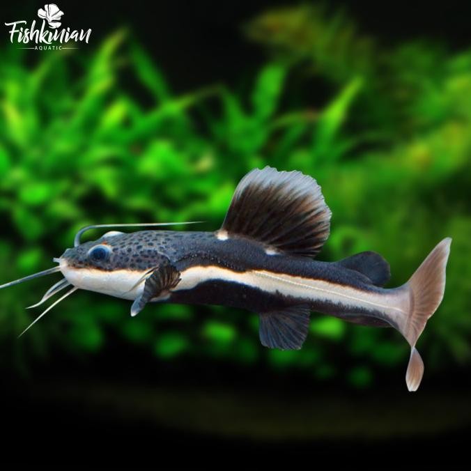 Murah Ikan Predator - Red tail catfish Non COD