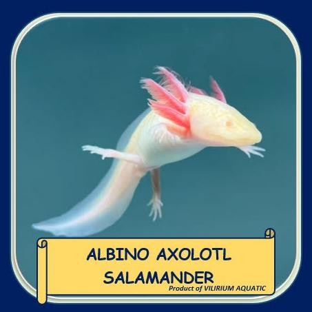 Murah IKAN HIAS AIR TAWAR - ALBINO AXOLOTL SALAMANDER / AXOLOTL ALBINO (MATA MERAH) Non COD