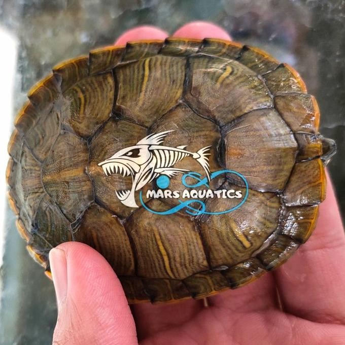 Murah KURA KURA BRAZIL SEDANG Non COD