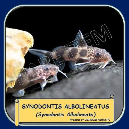 Murah IKAN HIAS AIR TAWAR - SYNODONTIS ALBOLINEATUS / SYNODONTIS ALBOLINEATA Non COD