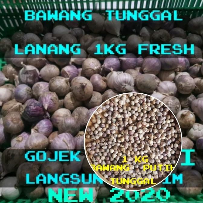 

BAWANG PUTIH TUNGGAL/BAWANG LANANG 1KG [terbaik]