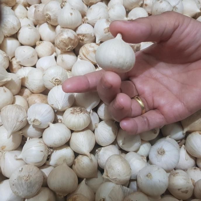 

Bawang Putih Tunggal / Bawang Lanang 500GRAM /Bawang Kesehatan Herbal [terbaik]