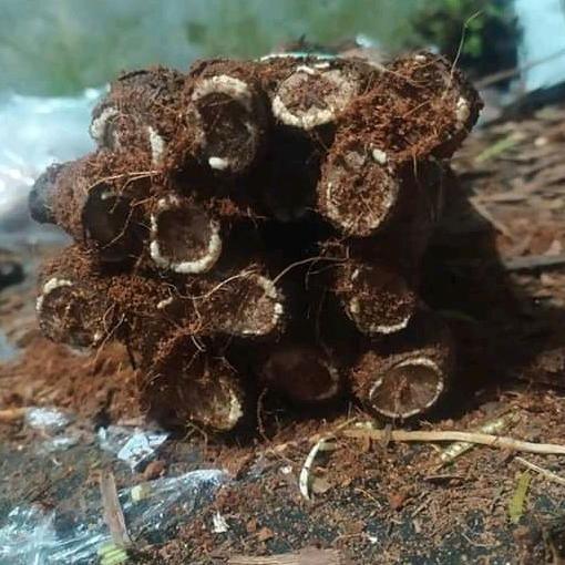 [Good] bibit anggur cuntting grafting premium 4 batang