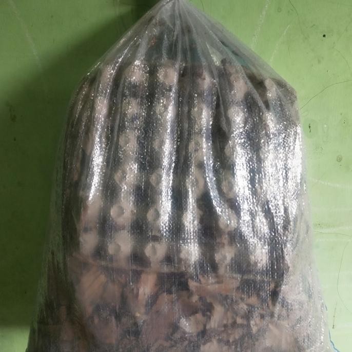 [Good] jangkrik alam hidup 1kg