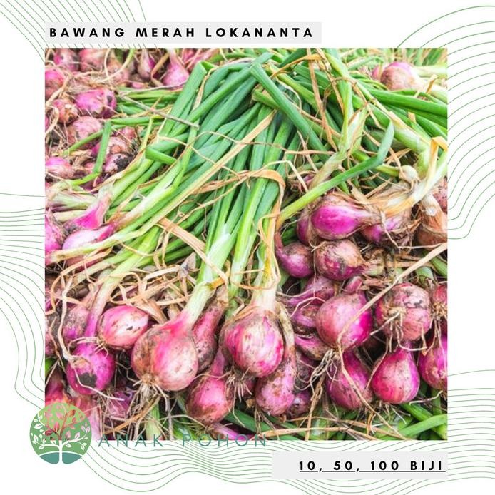 

fresh !!! Benih Bibit Biji - Bawang Merah Lokananta Super - Panen Dalam 60 Hari