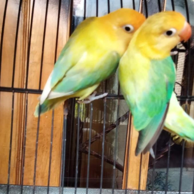 Terlaris Burung Lovebird Biola Euwing Pb Limited Edision Ready Stok