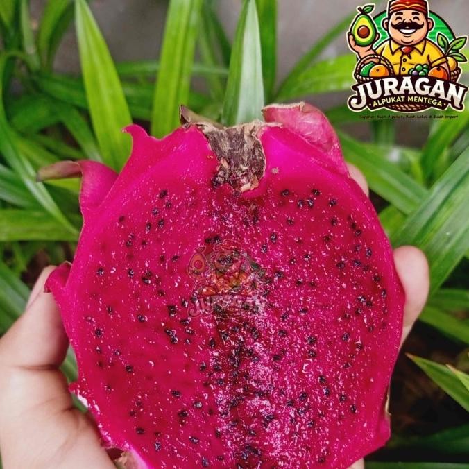 

Red Dragon Buah Naga Fresh nUg