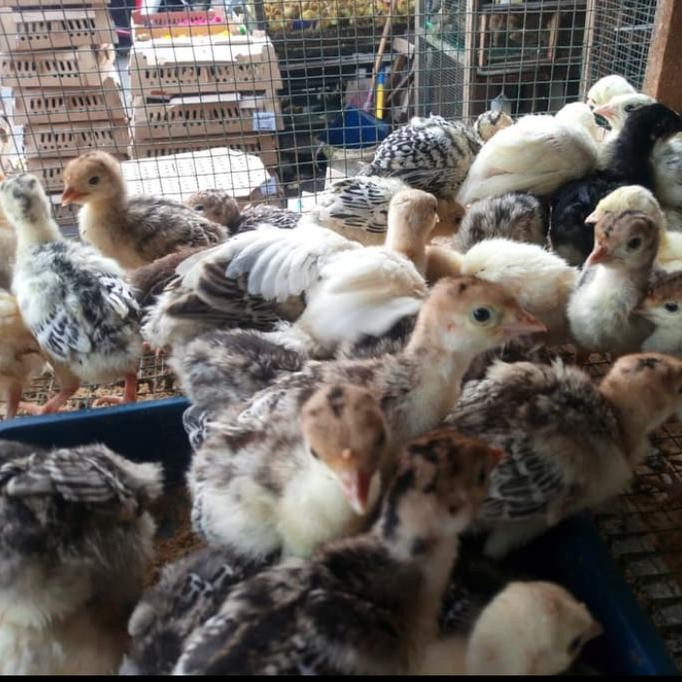 [[ RASTASTR / KALKUN - ANAK AYAM KALKUN - KALKUN HIDUP - BIBIT AYAM KALKUN BEST SELLER