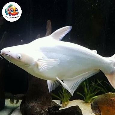[[ RASTASTR / IKAN PATIN ALBINO SUPER JUMBO (SIZE 40-50CM) / BIBIT IKAN / IKAN HIAS BEST SELLER