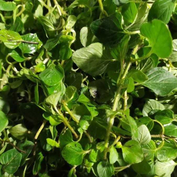 

DAUN OREGANO SEGAR / OREGANO FRESH 100gr nUg