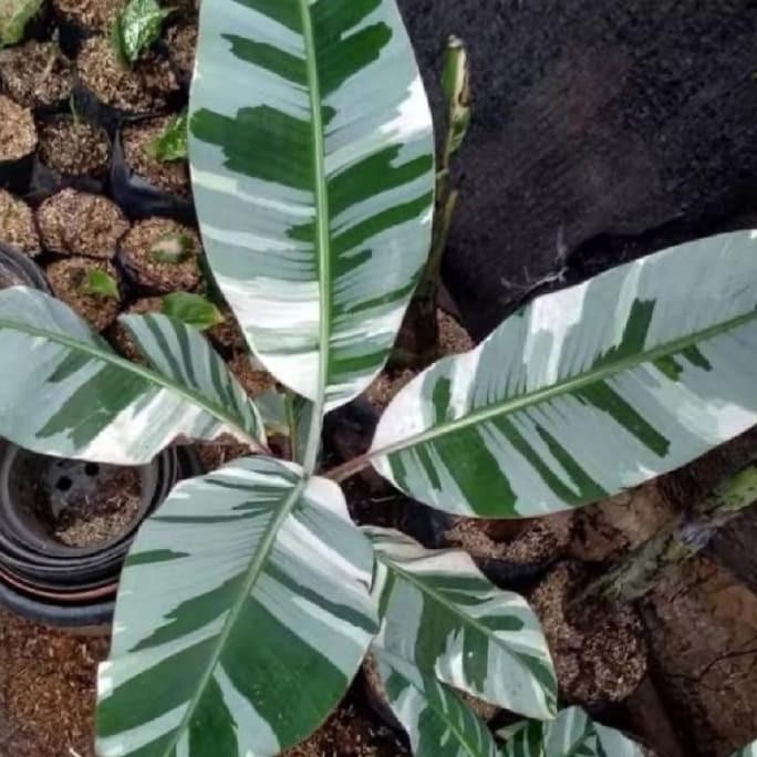 tanaman koleksi pisang variegata Florida bibit bonggol p setyye 2257jh