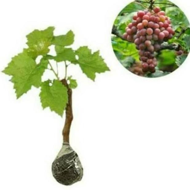 N3Ng Bibit Pohon Anggur Sudah Berbuah / Tanaman Anggur