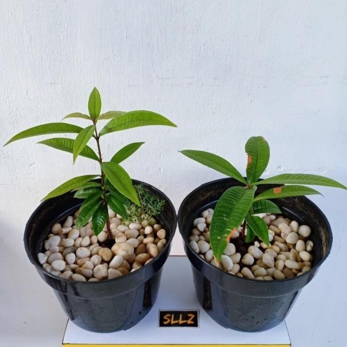 Bibit Jambu Papua / Sulawesi Ori (Syzygium jiewhoei) Tanaman Langka TOPM