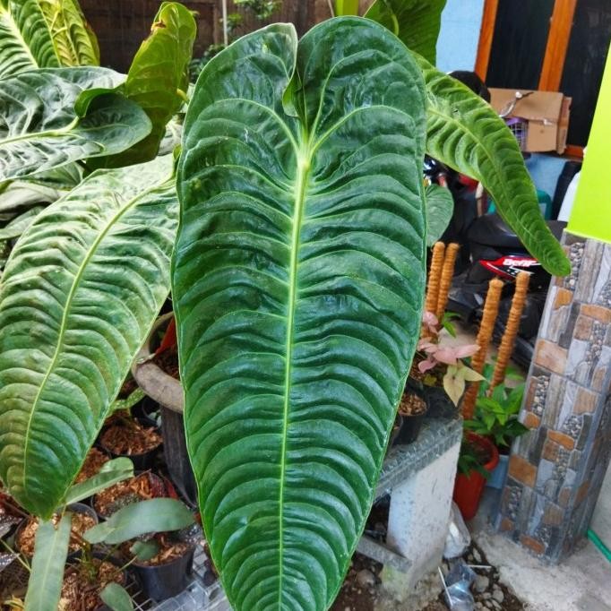 Bibit Tanaman Hias Anthurium Vietchii