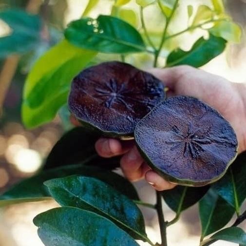 Bibit Tanaman Buah Black Sapote Berbuah