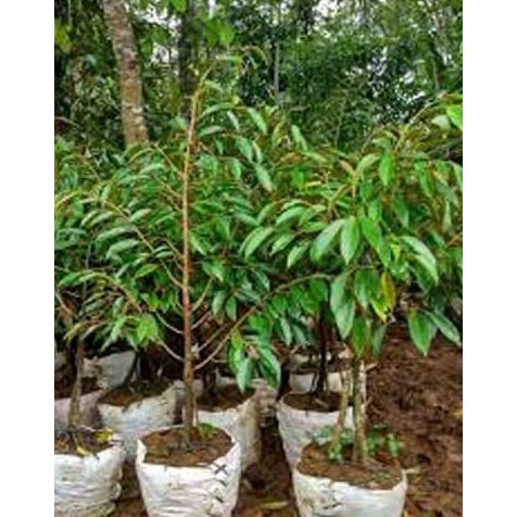 Bibit Tanaman Buah Durian Bawor KAKI 3 Tinggi 1,2 Meter Up