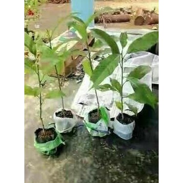 Bibit Tanaman Hias Bunga Kantil Merah (Langka)