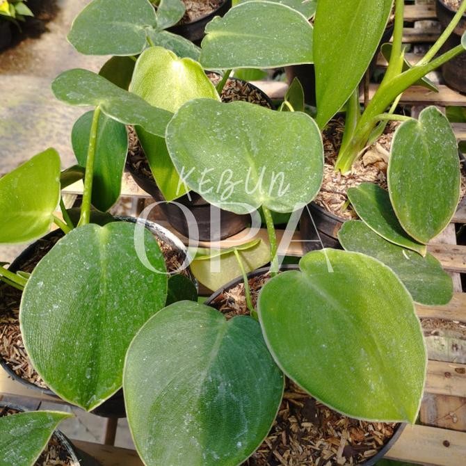 Bibit Tanaman Hias Philodendron Rugosum /Philo Pigskin