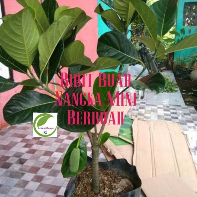 Bibit Tanaman Nangka Mini/Pohon Buah Nangka Mini Berbuah/Tabulampot