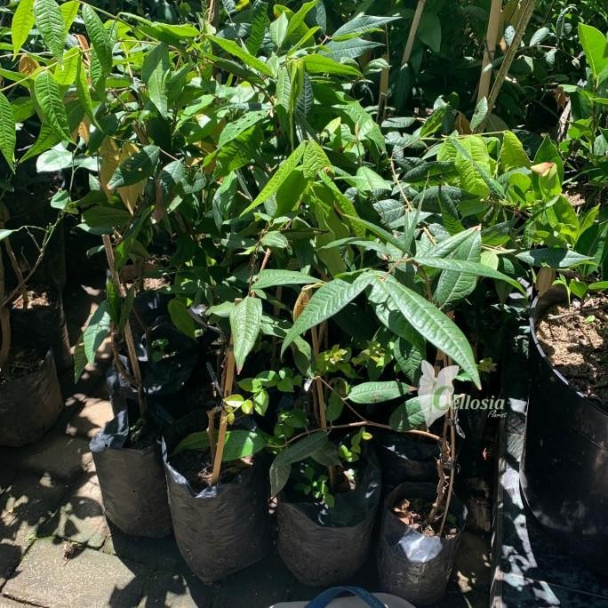 Bibit Tanaman Buah Anggur Pohon Putih / White Jaboticaba Genjah