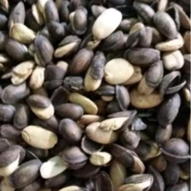 

Promo Biji Kedawung Matang Sangrai 500 Gram Kacang