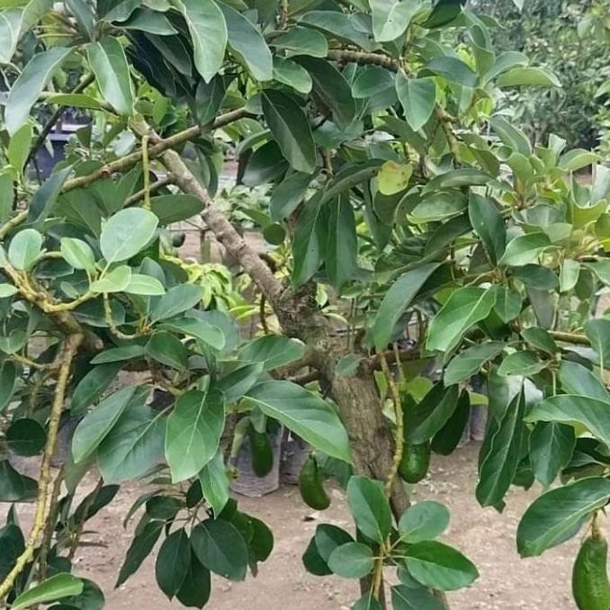 bibit tanaman alpukat kelud batang jumbo asli