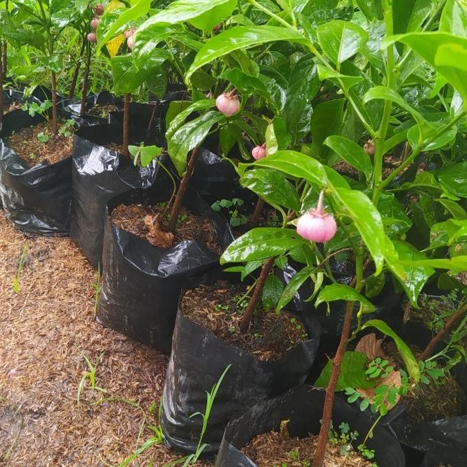 Bibit tanaman Manggis jepang kondisi berbuah