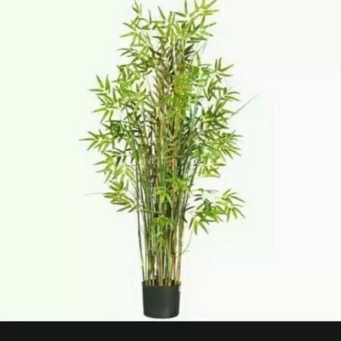 Bibit Tanaman Hias Bambu Kuning Mini / Bambu Hias Mini